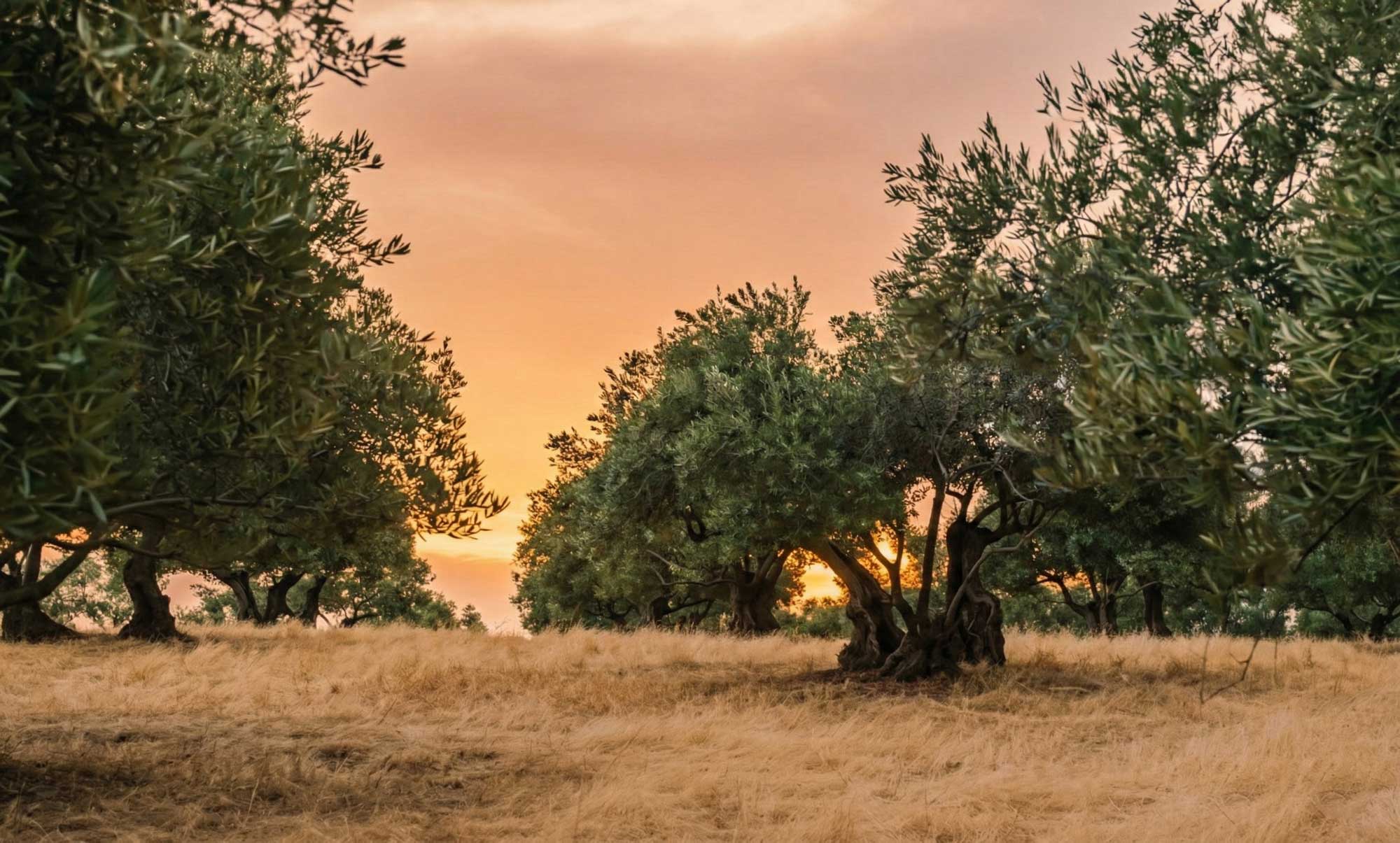 Çaykama Sofrası - Zeytin Ağaçları